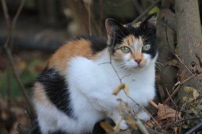 干叶上的白橙色和黑猫